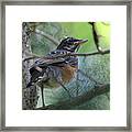 Young American Robin Setauket New York Framed Print