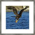 Young Bald Eagle With Fish Framed Print