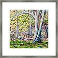 Young Beech Tree In Early Spring Framed Print