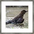 Young Blackbird's Bath Framed Print