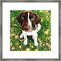 Young Blue Eyes Framed Print