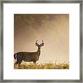 Young Buck Framed Print