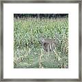 Young Buck In Velvet 2-2015 Framed Print