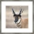 Young Buck Pronghorn Framed Print