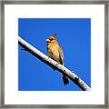 Young Cardinal Bird Framed Print