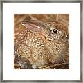 Young Cottontail In The Morning Framed Print