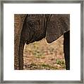 Young Elephant And Mother Framed Print