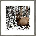 Young Elk Framed Print