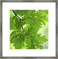 Young Green Oak Leaves Framed Print