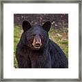 Young Male Black Bear Framed Print