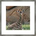 Young Masai Giraffe Framed Print