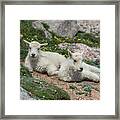 Young Mountain Goats Framed Print