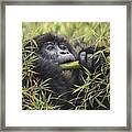 Young Mountain Gorilla Framed Print