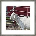 Young Old Goat White And Grayish Red Fence And Gate Barn In Close Proximity 2 9132017 Framed Print