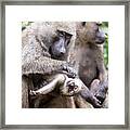Young Olive Or Common Baboon Grooming Framed Print