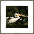 Young Pelican 2016-2 Framed Print