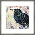 Young Raven Framed Print