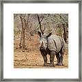 Young Rhino Framed Print