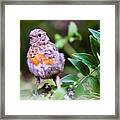 Young Robin Framed Print