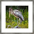 Young Wood Stork Framed Print