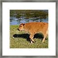Youngster Framed Print