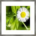 You're A Daisy If You Do Framed Print