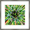 Yucca Sunrise Framed Print