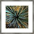 Yucca Yucca Framed Print