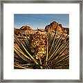 Yucca Bloom Framed Print