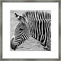 Zebra - Here It Is In Black And White Framed Print
