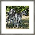 Three Zebras Framed Print