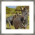 Zebra Framed Print