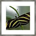 Zebra Longwing Butterfly Framed Print