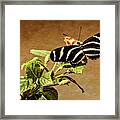 Zebra Longwing Framed Print