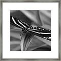 Zebra Longwing Framed Print