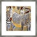 Zebra Herd Framed Print