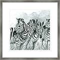 Zebra Quartet Framed Print