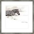 Zebra Sketch Framed Print