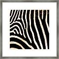 Zebra Stripes Framed Print