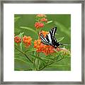 Zebra Swallowtail Butterfly 15264_v1 Framed Print