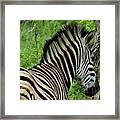 Zebra Walks Framed Print