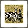 Zebras On Alert Framed Print