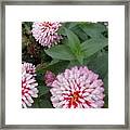 Zinna Beauty Framed Print