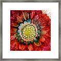 Zinna Harvest Framed Print