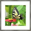 Zinnia 59  Tiger Swallowtail Framed Print