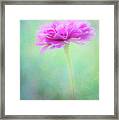 Painted Pink Zinnia Framed Print