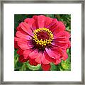 Zinnia Framed Print