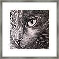 Kitty, Kitty Framed Print