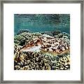A Broadclub Cuttlefish Lays Eggs #1 Framed Print