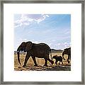 African Elephant Family On The Move #1 Framed Print
